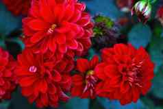红色的非洲菊花花朵花园