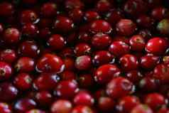 焦点红色的酸健康的小红莓浆果美容医学