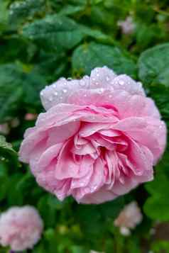 粉红色的花园玫瑰花朵公园