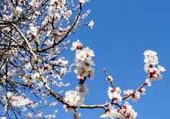 春天开花杏子蓝色的天空开花白色花分支机构树春天农业概念