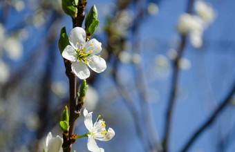 美丽的白色苹果梨开花开花苹果梨树新鲜的春天背景自然在户外软焦点图像开花花春天时间复活节春天问候卡片
