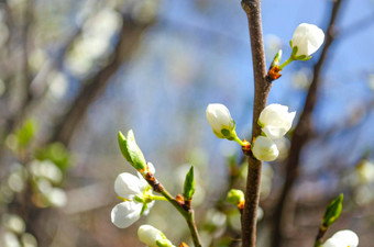 美丽的白色苹果梨开<strong>花</strong>开<strong>花</strong>苹果梨树新鲜的<strong>春</strong>天背景自然在户外软焦点图像开<strong>花花春</strong>天时间复活节<strong>春</strong>天问候卡片