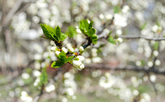 美丽的白色苹果梨开<strong>花</strong>开<strong>花</strong>苹果梨树新鲜的<strong>春</strong>天背景自然在户外软焦点图像开<strong>花花春</strong>天时间复活节<strong>春</strong>天问候卡片