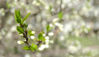 美丽的白色苹果梨开花开花苹果梨树新鲜的<strong>春天</strong>背景自然在户外软焦点图像开花花<strong>春天</strong>时间复活节<strong>春天</strong>问候卡片