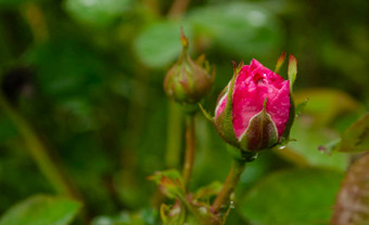 珊瑚玫瑰花玫瑰花园软焦点粉红色的玫瑰花玫瑰花园雨滴美丽的粉红色的玫瑰花园