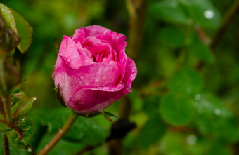 珊瑚玫瑰花玫瑰花园软焦点粉红色的玫瑰花玫瑰花园雨滴美丽的粉红色的玫瑰花园