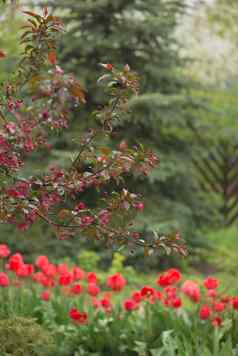 郁金香花模糊背景自然