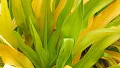 组合成的绿色黄色的树叶长马特里绿色黄色的热带植物叶子花园自然热带异国情调的背景