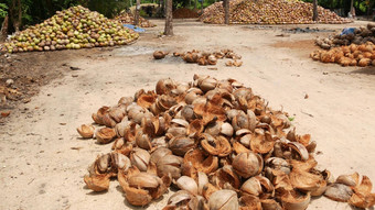 椰子农场坚果准备好了石油纸浆生产大桩成熟的<strong>排序</strong>椰子天堂寒热带岛泰国传统的亚洲农业