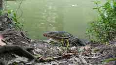 亚洲常见的水监控大瓦拉尼德蜥蜴本地的亚洲varanus出来的绿色草河岸湖池塘食肉动物爬行动物狩猎野生龙捕食者曼谷街