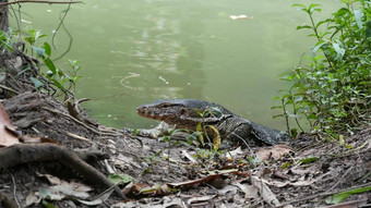 亚洲常见的水监控大瓦拉尼德蜥蜴本地的亚洲varanus<strong>出</strong>来的绿色草河岸湖池塘食肉动物爬行动物狩猎野生龙捕食者曼谷街