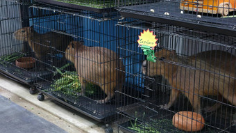 Capybaras<strong>小笼</strong>子里市场可爱的Capybaras被困<strong>小笼</strong>子里宠物部分查图恰克市场曼谷泰国