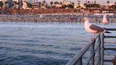 加州夏季海滩审美粉红色的日落可爱的有趣的海金码头栏杆海洋波散焦人海滨周末房子紫色的日落圣诞老人莫妮卡这些洛杉矶美国