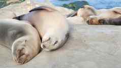 可爱的婴儿幼崽甜蜜的海狮子小狗妈妈。有趣的懒惰的海豹海洋海滩野生动物小艇三迭戈加州美国有趣的尴尬的困了海洋动物太平洋海岸家庭爱护理