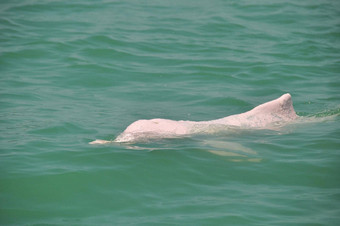 视图异国情调的粉红色的海豚游泳<strong>清晰</strong>的绿松石水阳光游泳粉红色的海豚<strong>清晰</strong>的水