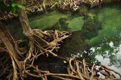 透明的水野生热带池塘河拍摄清晰的水小湖红树林树根
