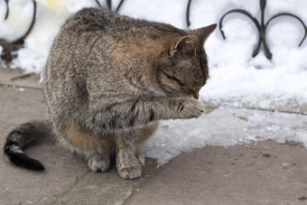 关闭小灰色的条纹毛茸茸的猫坐在冷冬天下了雪院子里