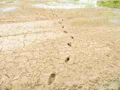农民的的足迹粘土湿土壤大米场幼苗季节
