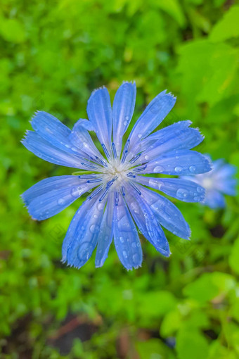 蓝色的水手常见的<strong>菊苣</strong>野生<strong>菊苣</strong>cichoriumIntybus花序