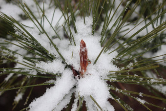 雪叶子植物降雪冬天季节