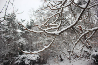 雪地面树分支机构冬<strong>天降</strong>雪季节