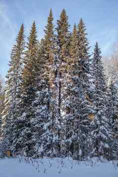 冬天路雪森林高树路