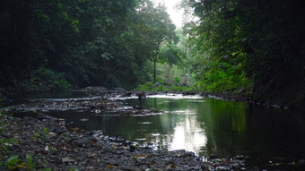 河热带雨林巴厘岛印尼