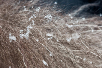 <strong>雪花</strong>谎言长自然皮毛皮毛纤维可见真正的宏