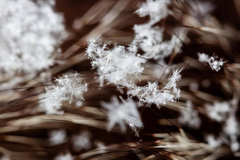 美丽的脆弱的白色雪花谎言皮毛头发他