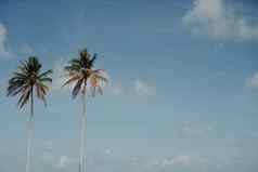 最小的热带椰子棕榈树夏天天空背景Copyspace把文本古董电影颜色语气