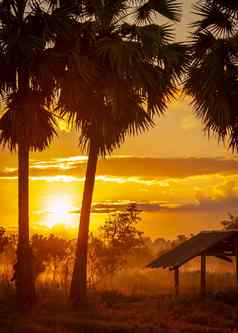 糖棕榈树小屋早....美丽的日出天空金日出天空农村草场雾草国家视图日出发光棕榈树小屋