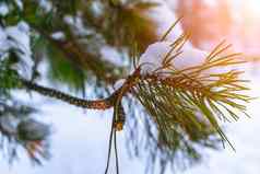 白雪覆盖的松分支松柏科的树特写镜头射线冬天太阳