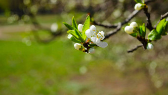 美丽的白色苹果梨开花开花苹果梨树新鲜的<strong>春天</strong>背景自然在户外软焦点图像开花花<strong>春天</strong>时间复活节<strong>春天</strong>问候卡片