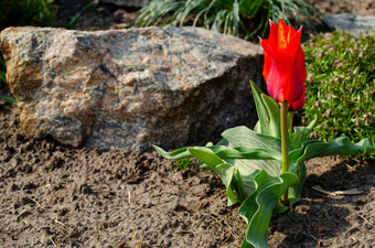 明亮的红色的郁金香花激情花红色的郁金香象征着强大的无私的真正的爱花花园地面石头背景郁金香郁金香属爆破