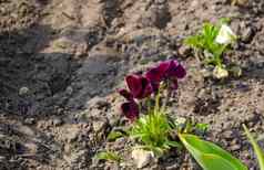 堇型花花春天花园违反了花安排花设计花紫罗兰色的三色紫罗兰地面背景