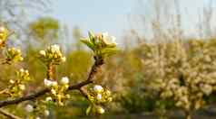美丽的白色苹果梨开花开花苹果梨树新鲜的春天背景自然在户外软焦点图像开花花春天时间复活节春天问候卡片