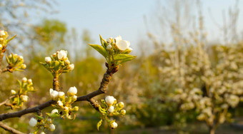 美丽的白色苹果梨开花开花苹果梨树新鲜的<strong>春天</strong>背景自然在户外软焦点图像开花花<strong>春天</strong>时间复活节<strong>春天</strong>问候卡片