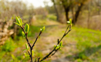 春天温柔的叶子味蕾分支机构宏背景年轻的分支机构叶子味蕾发芽树分支自然觉醒春天时间