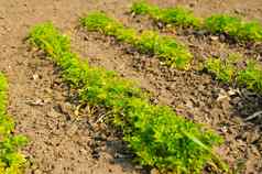 年轻的欧芹床上蔬菜花园早期春天生态培养提高了床化肥欧芹豆芽肥沃的土壤