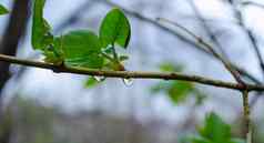 雨滴松柏科的分支机构特写镜头软焦点低关键大气自然摄影孤立的雨滴分支模糊的背景温暖的颜色秋天风景