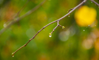 雨滴松柏科的分支机构特写镜头软焦点低关键大气自然摄影孤立的雨滴分支模糊的绿色背景温暖的颜色秋天风景