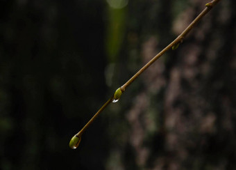 <strong>雨滴</strong>松柏科的分支机构特写镜头软焦点低关键大气自然摄影孤立的<strong>雨滴</strong>分支模糊的黑暗背景温暖的颜色秋天风景