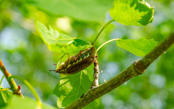 背景金龟子甲虫关闭视图欧洲甲虫害虫常见的金龟子melolontha错误飞弹分支树叶春天夏天时间
