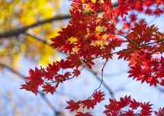 秋天的点缀红色的叶子枫木