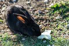兔子黑褐色头发坐在绿色草草地
