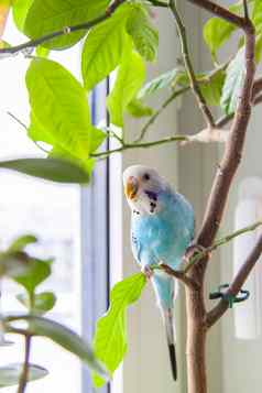 美丽的蓝色的虎皮鹦鹉坐在笼子里房子植物热带鸟首页