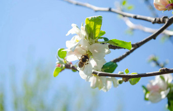 美丽的白色苹果梨开花开花苹果梨树新鲜的春天背景自然在户外软焦点图像开花花春天时间复活节春天问候卡片