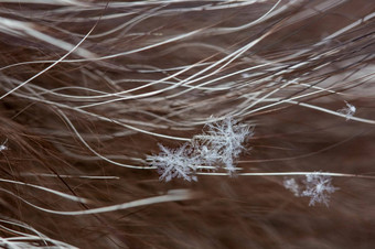 <strong>雪花</strong>谎言长自然皮毛皮毛纤维可见真正的宏