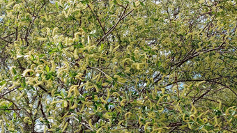 柳树刷早期春天黄色的雄蕊分支机构背景模式自然