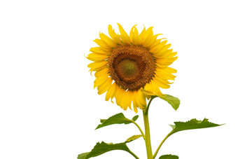 特写镜头色彩斑斓的太阳花